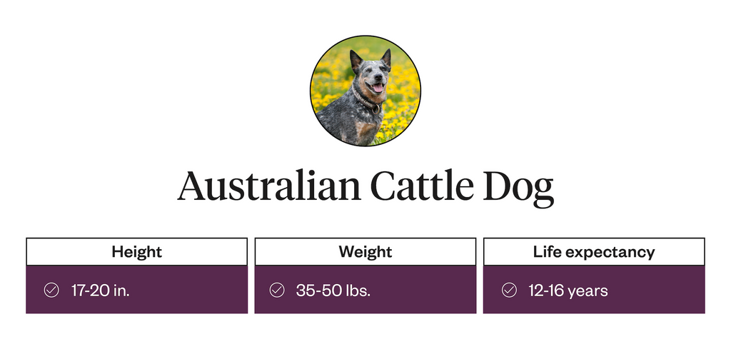 Australian Cattle Dog height, weight, life expectancy information