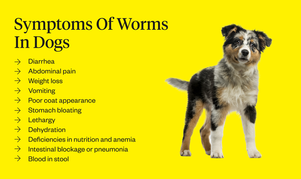 what if my dog has worms