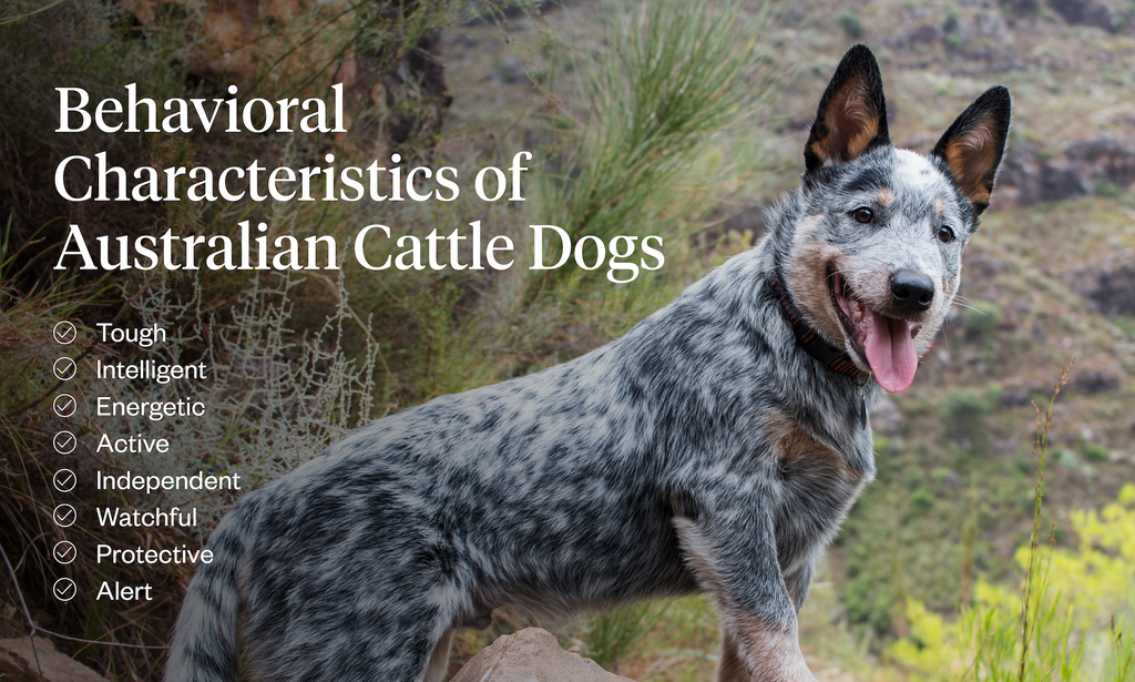 Behavioral Characteristics of Australian Cattle Dogs