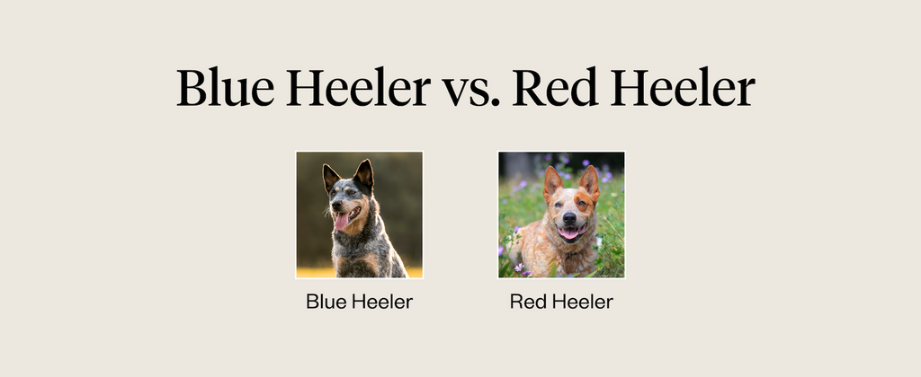 Australian Cattle Dogs vs. Red & Blue Heelers