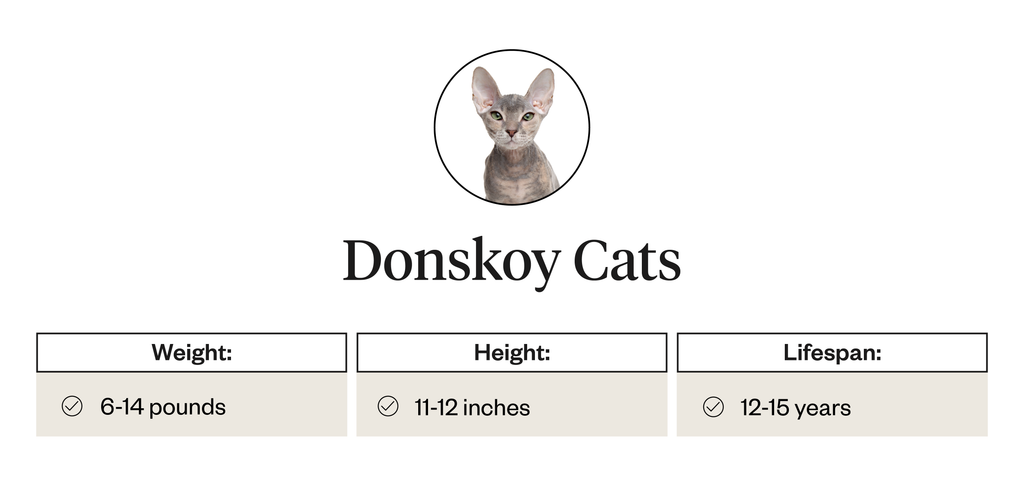 Physical Attributes of Donskoy Cats