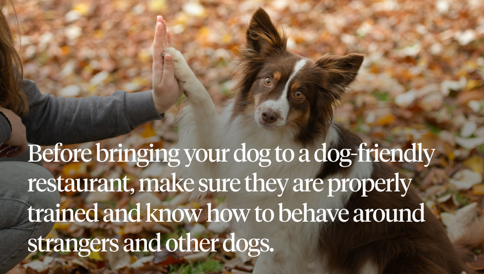 Before bringing your dog to a dog-friendly restaurant, make sure they are properly trained and know how to behave around strangers and other dogs.