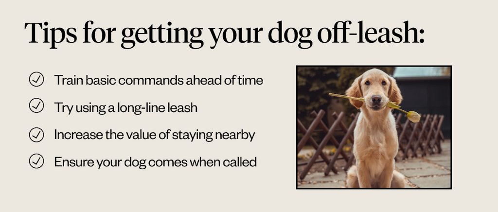6 Tips For Getting Your Dog Ready For Your Return To The Office : NPR