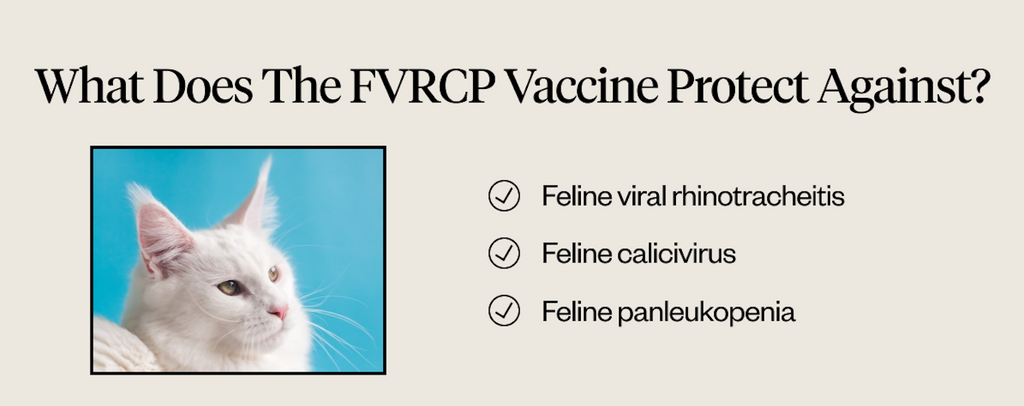 What does the FVRCP vaccine protect against?