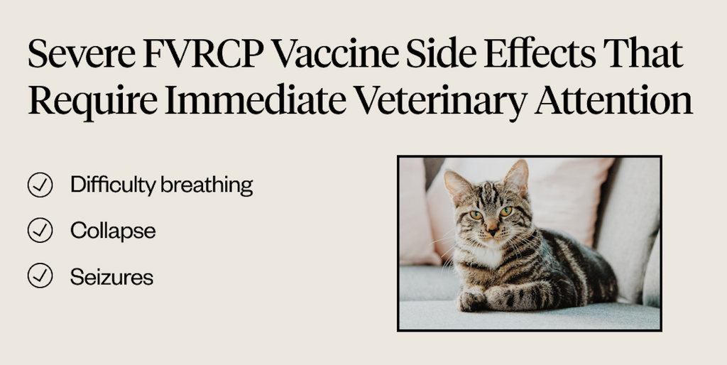 Severe FVRCP vaccine side effects that require immediate veterinary attention