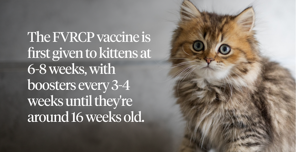 The FVRCP vaccine is first given to kittens at 6 to 8 weeks, with boosters every 3-4 weeks until they’re around 16 weeks old