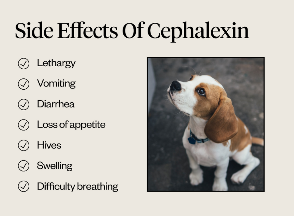 Side effects of cephalexin for dogs