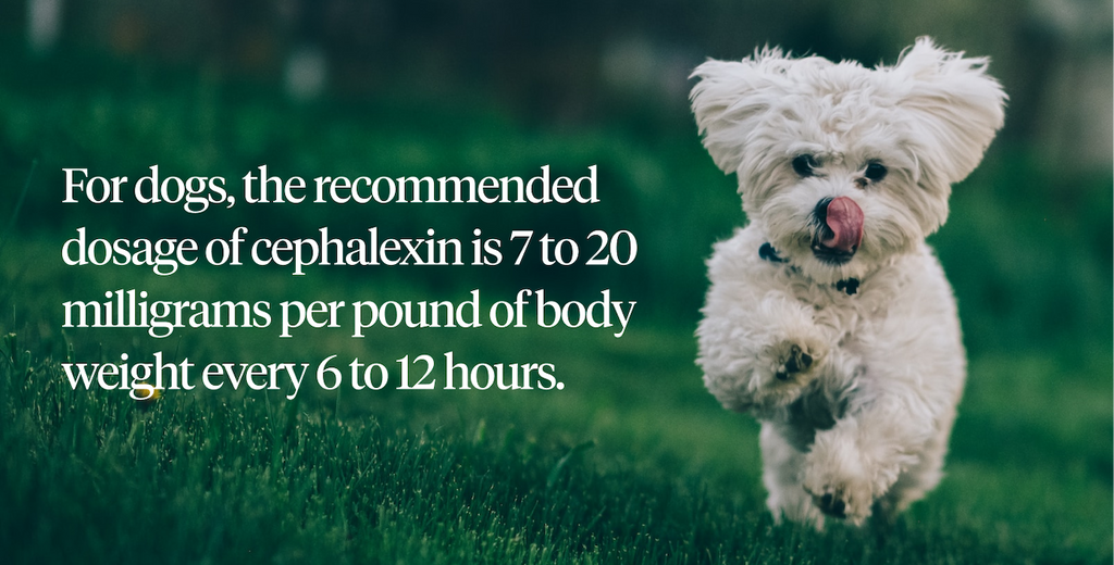 The recommended dosage of cephalexin for dogs is 7 to 20 milligrams per pound of body weight every 6 to 12 hours
