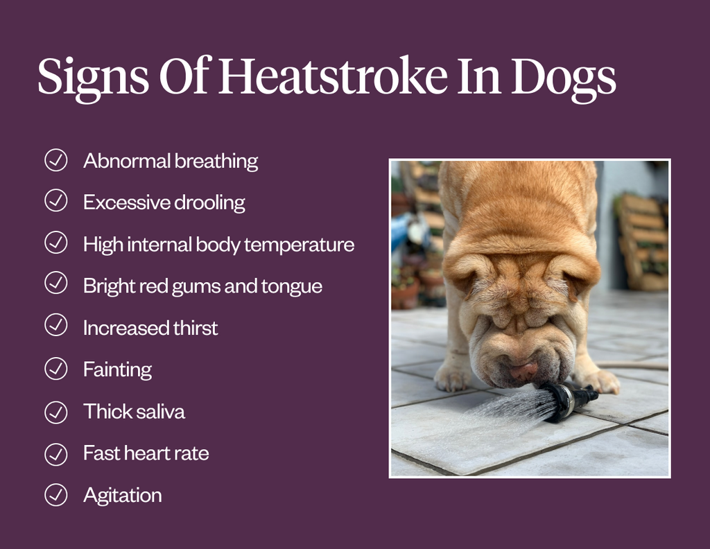 How to Protect Pets In The Heat: Dog Heat Safety Tips | Dutch