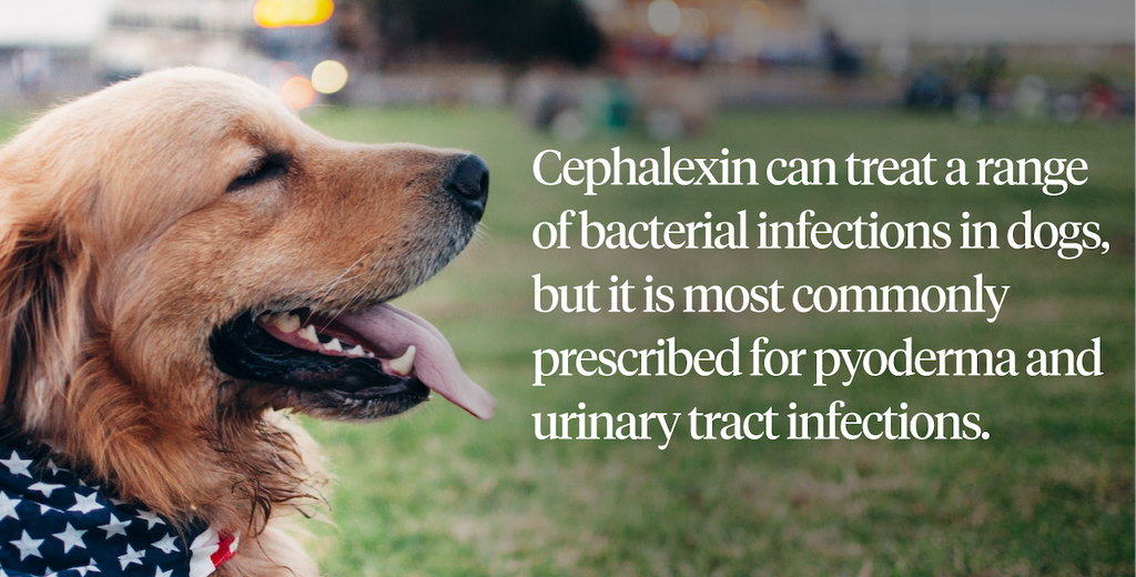 Cephalexin can treat a range of bacterial infection but is most commonly prescribed for pyoderma and UTIs