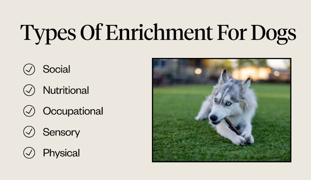 Dogs Disclosed - WHY PROVIDING ENRICHMENT FOR DOGS IS SO IMPORTANT  Enrichment is defined as the action of improving or enhancing the quality  or value of something. Enrichment for dogs is about