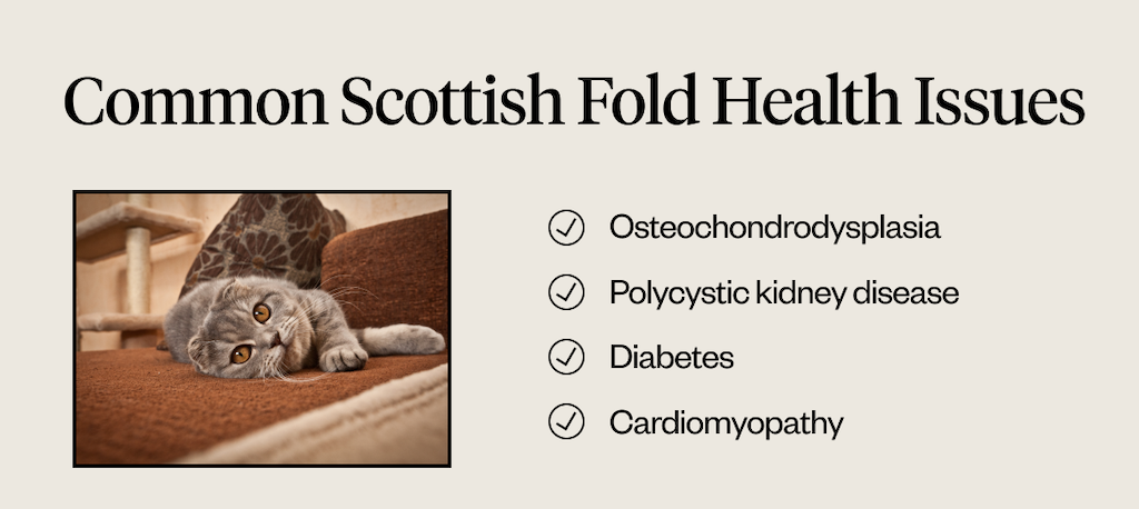 Common Scottish Fold health issues