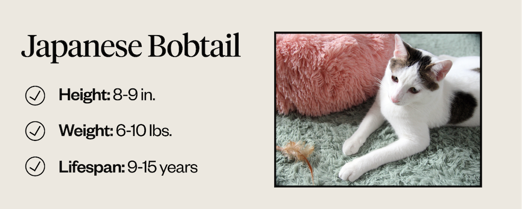 Height, weight, and lifespan of Japanese Bobtails