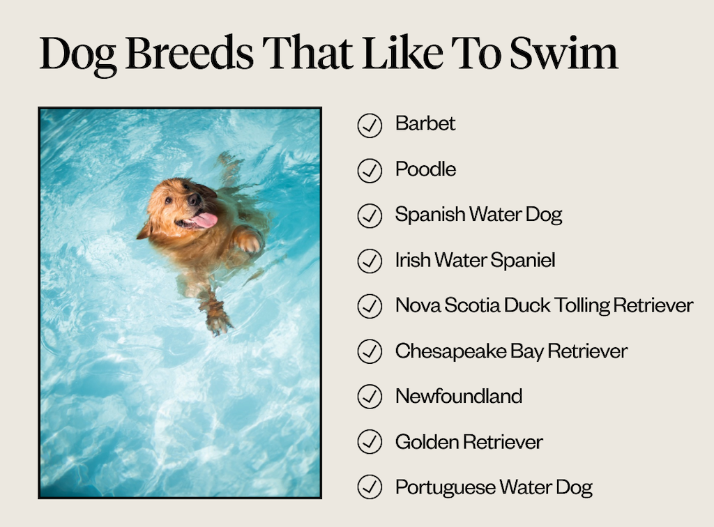 Is it a good idea to take your dog for a swim? Benefits and precautions -  Hindustan Times