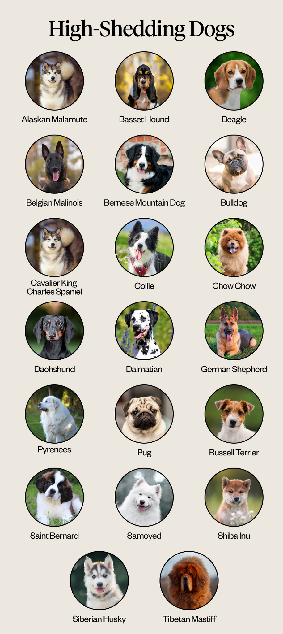 High shedding dogs list