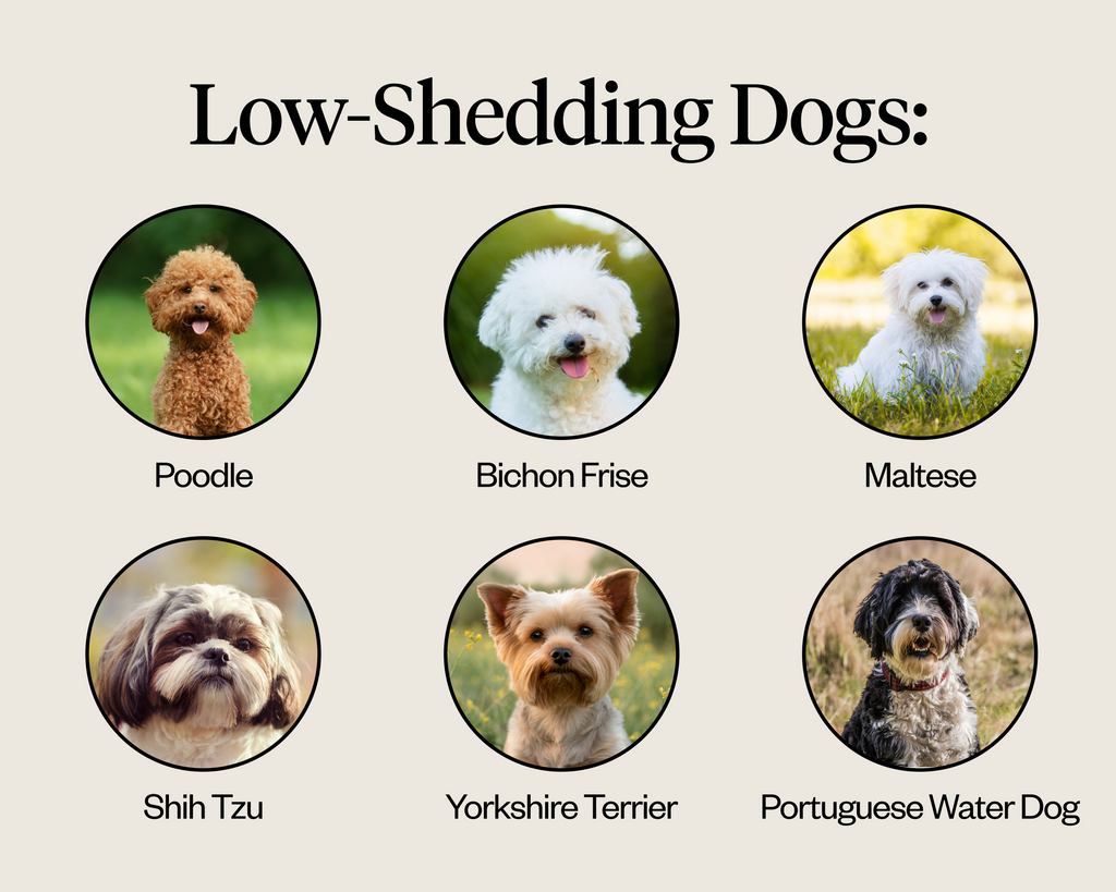 Low shedding dogs list