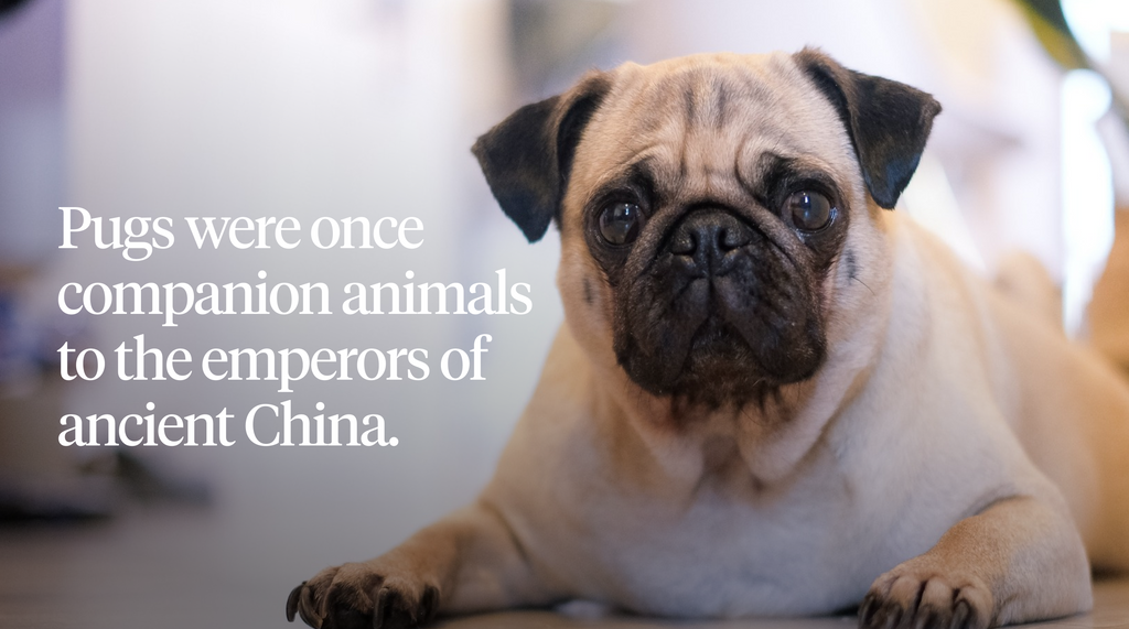 Pugs were once companion animals to the emperors of ancient China
