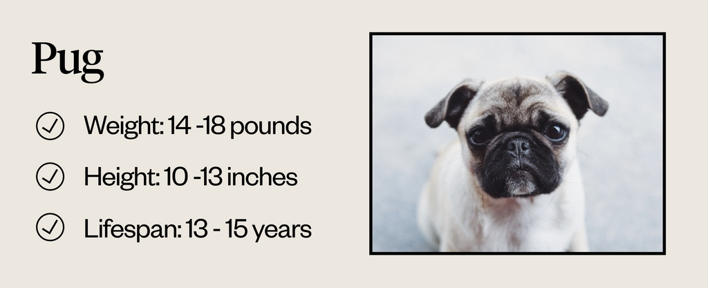 Pug weight, height, and lifespan information