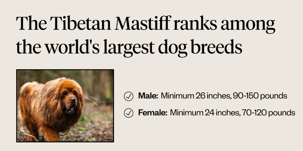 The Tibetan Mastiff ranks among the world’s largest dog breeds