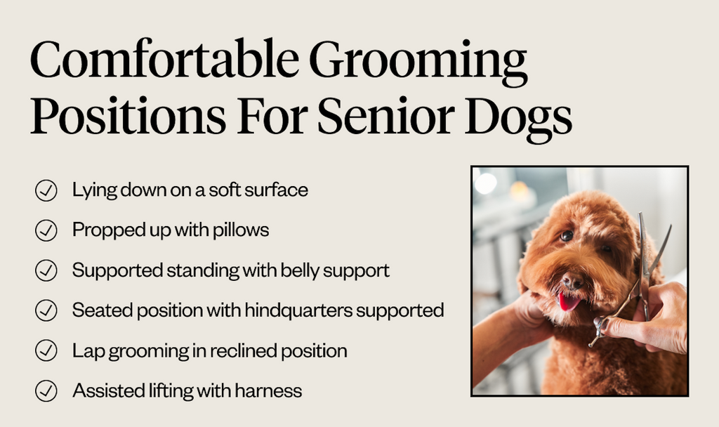Comfortable grooming positions for senior dogs