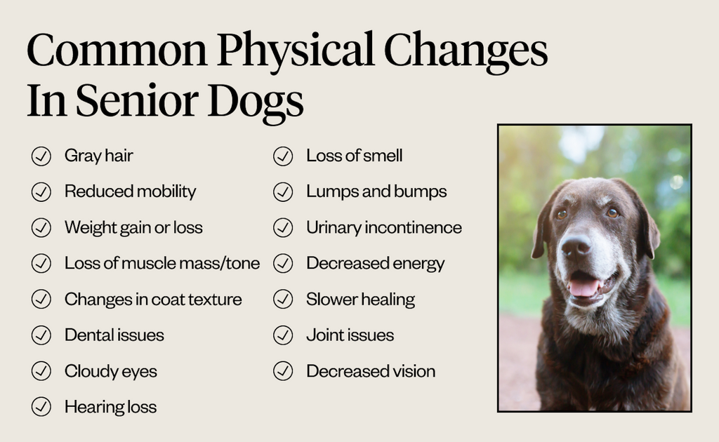 Common physical changes in senior dogs