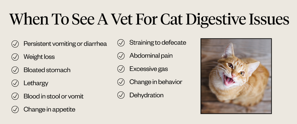 When to see a vet for cat digestive issues