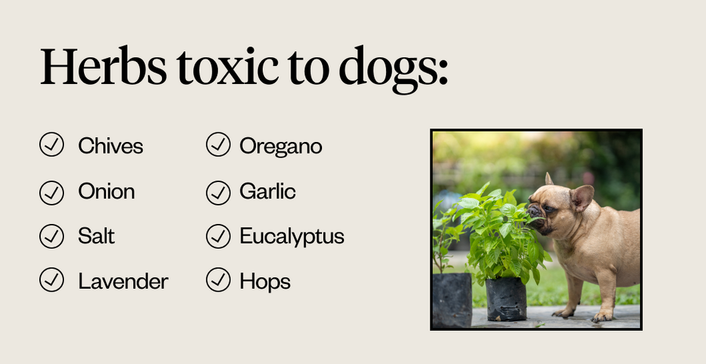 are chives toxic to dogs