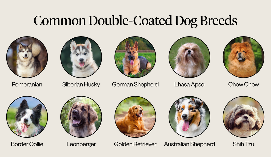 Common double-coated dog breeds