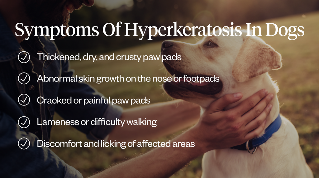 Symptoms of hyperkeratosis in dogs