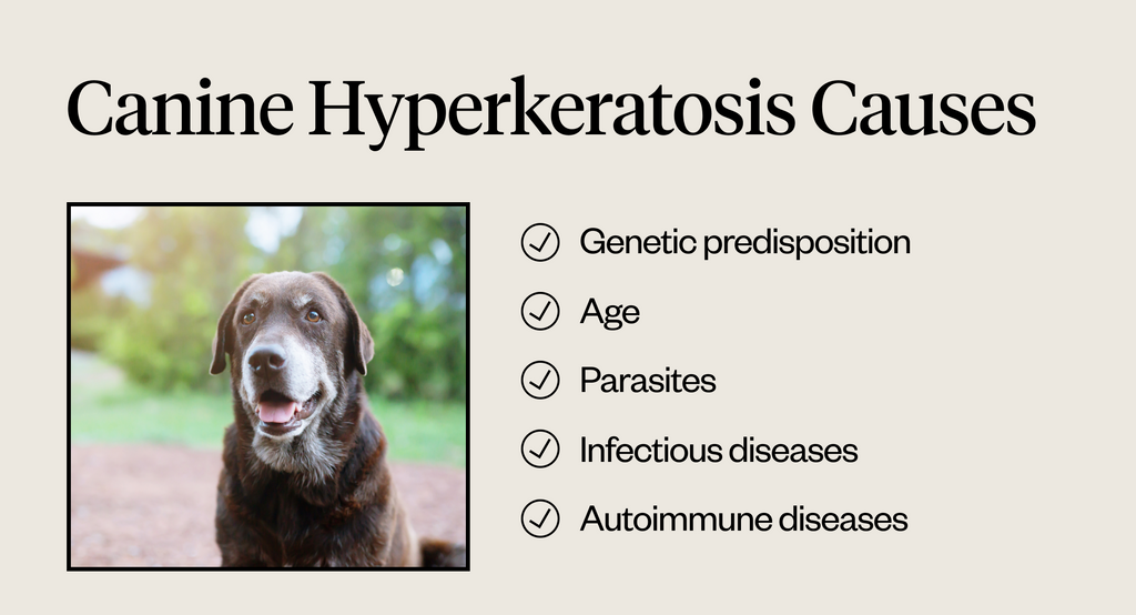 Canine hyperkeratosis causes