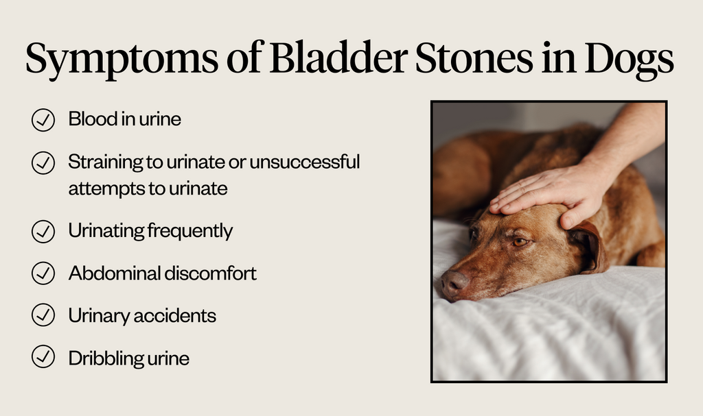 Symptoms of bladder stone in dogs