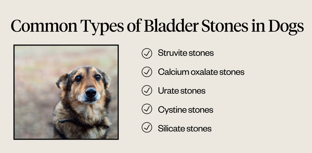 Common types of bladder stoner in dogs