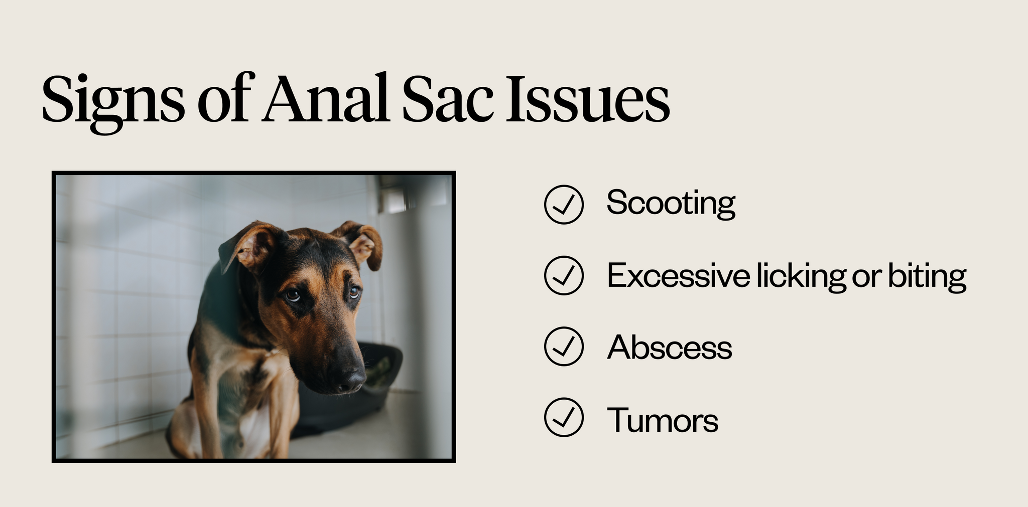 Signs of anal sac issues in dogs