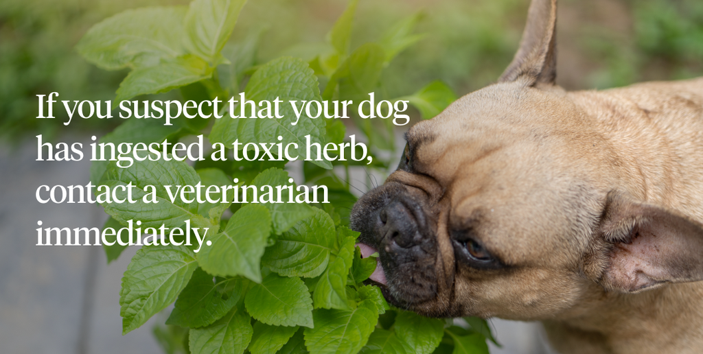 Protect Your Furry Friend: Learn Which Herbs are Toxic to Dogs