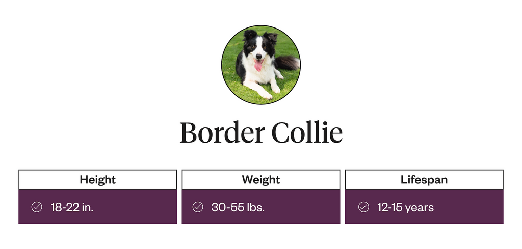 Border Collie height, weight, lifespan information