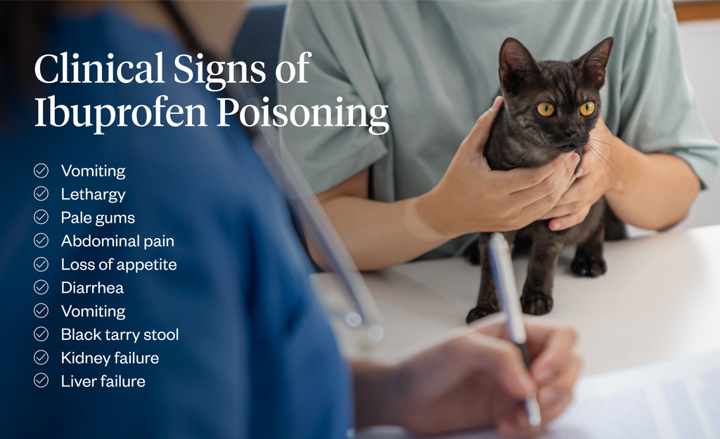 Graphic listing the clinical signs of ibuprofen poisoning in cats