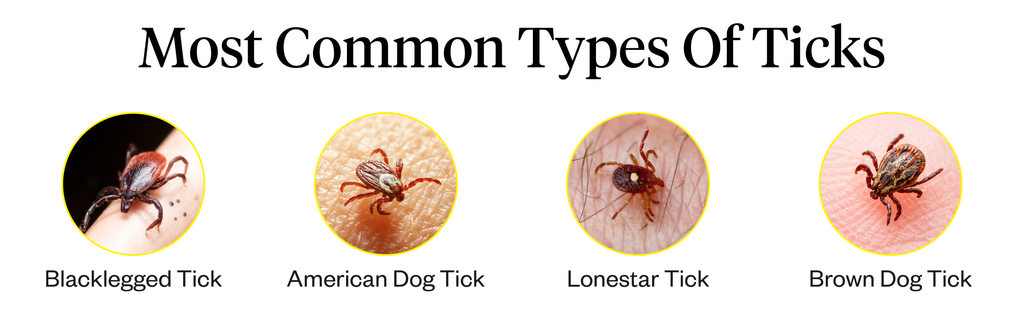 Graphic with images of common types of ticks