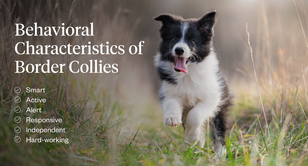 Behavioral characteristics of Border Collies