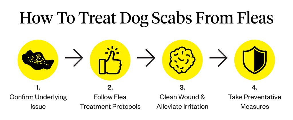 how to treat dog wounds from fleas