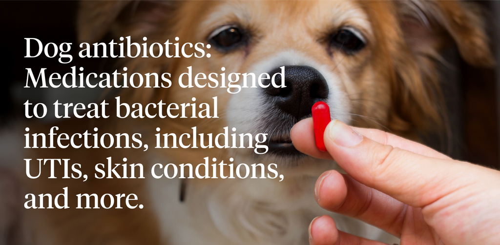 definition of dog antibiotics