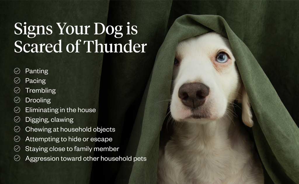 List of signs your dog is scared of thunder