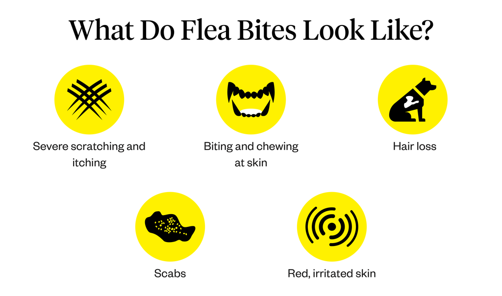 Graphic listing characteristics of a flea bite
