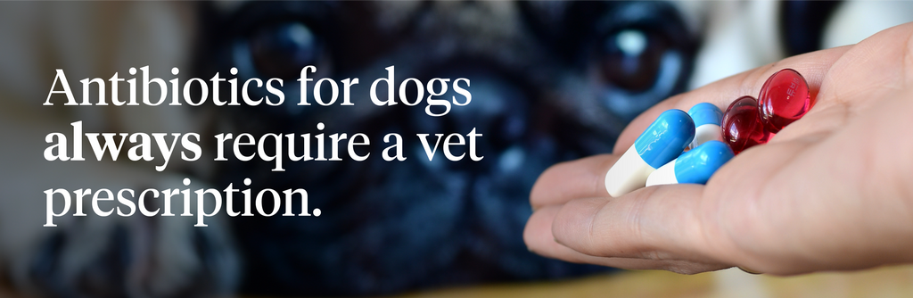 Antibiotics for dogs always require a vet prescription