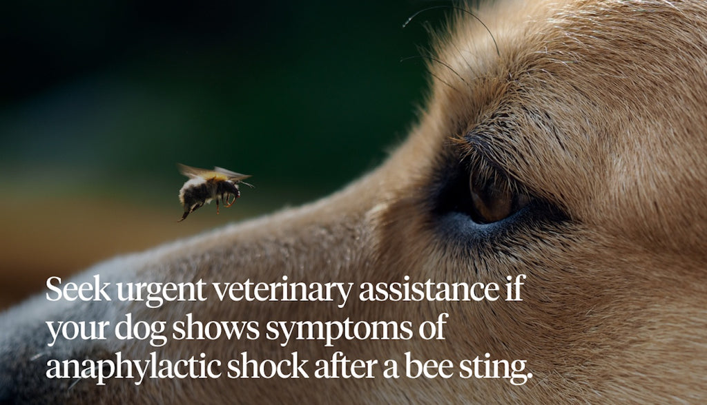 When Your Dog Is Stung by a Bee: Acute Allergic Reactions · The