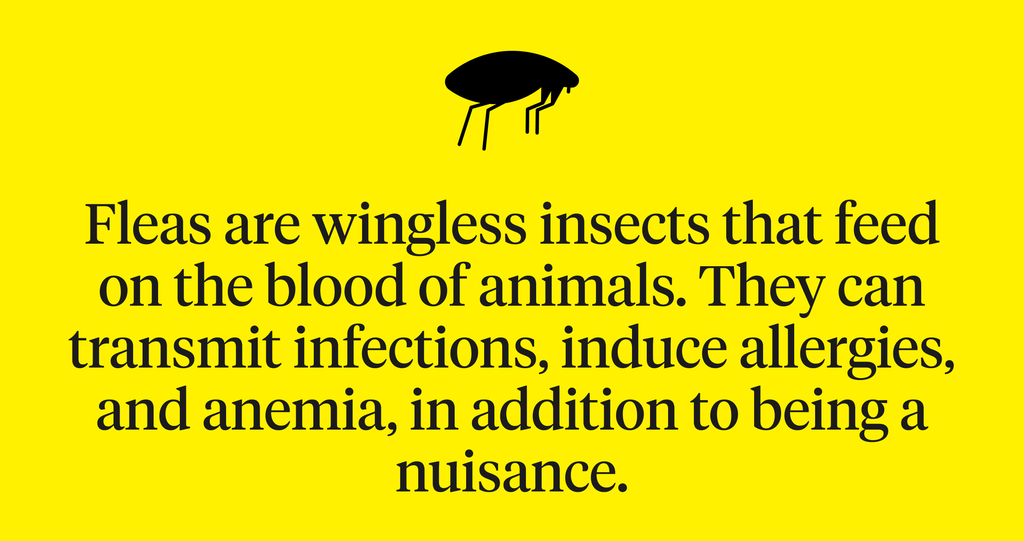 Graphic defining fleas