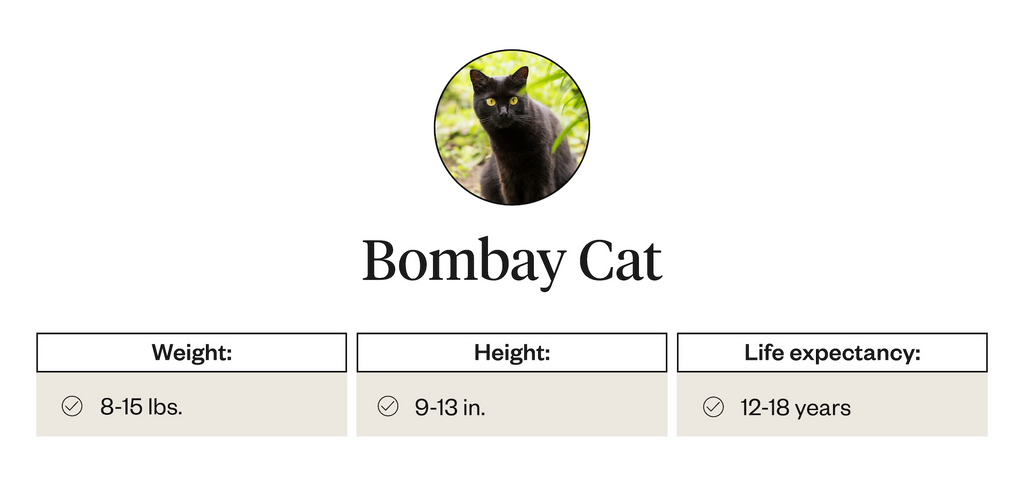 Weight, height, life expectancy information for Bombay Cats