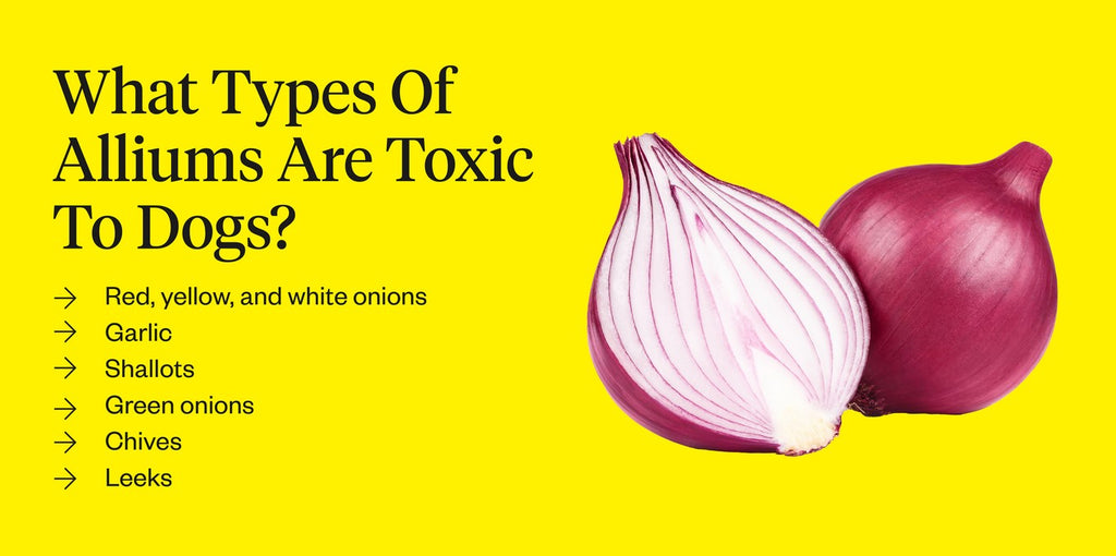 can dogs eat onions symptoms