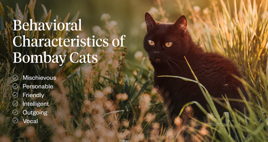 Behavioral characteristics of Bombay Cats