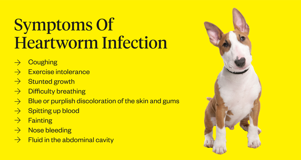 how serious is heartworm in dogs