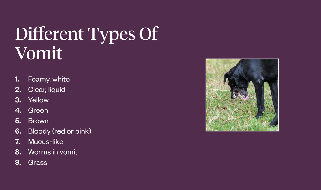 Types Of Dog Vomit: What Does The Color Mean? | Dutch